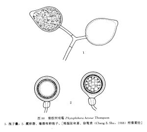 橡膠樹疫霉