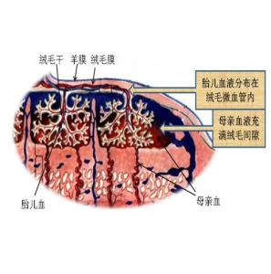 胎盤屏障