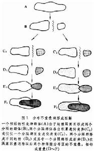 物種形成