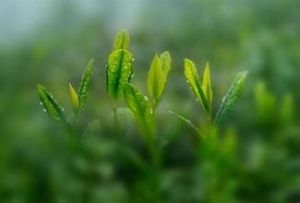 花果山雲霧茶