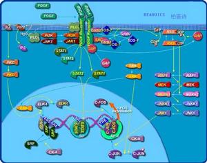 PDGF的信號通道