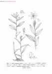 大花頭蕊蘭