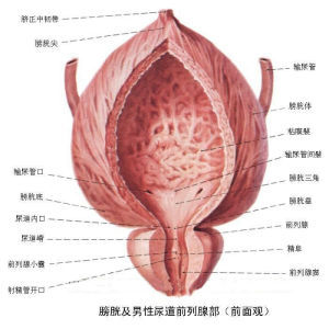 膀胱逼尿肌