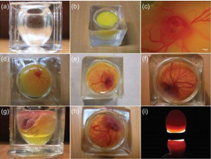 在人工透明蛋殼內，胚胎髮育的時間最多為17天半，距離孵化所需的時間還差3天。