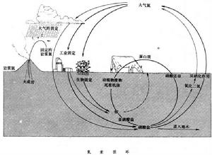 氮素循環