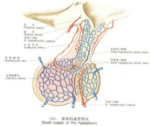 原發性甲狀旁腺功能亢進症與腎病