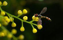 米蘭花