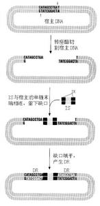 轉座酶