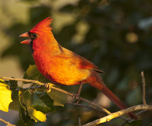 紅衣鳳頭鳥