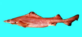 低鰭刺鯊