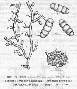 柯生附絲殼