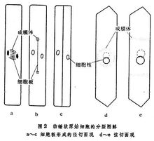 維管形成層