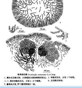 聚果蜈蚣藻