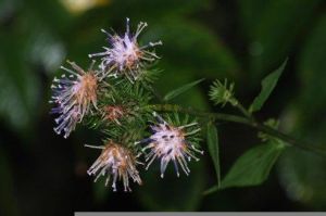 廬山風毛菊