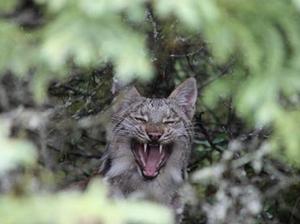 加拿大猞猁紐芬蘭亞種