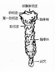 胸骨