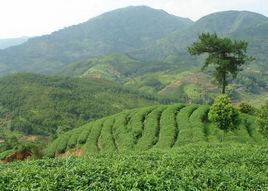 坦洋工夫茶