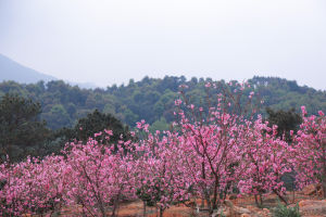 櫻花山