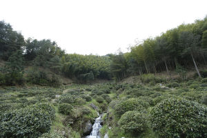 本無塵高山有機茶園