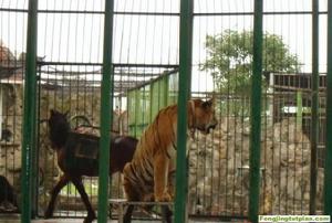 海滄野生動物園