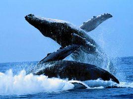 小藍鯨[海洋動物]