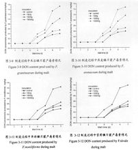 四種鐮刀菌產生嘔吐毒素情況