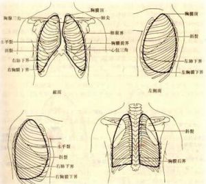  胸膜