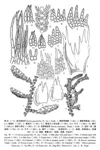 南亞細指苔解剖圖