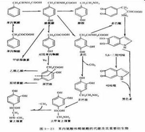 糖醛酸途徑