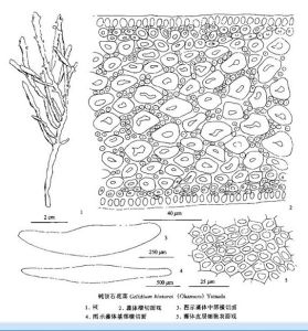 鈍頂石花菜