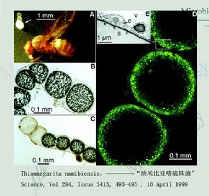 納米比亞嗜硫珠菌