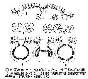 皿體孔