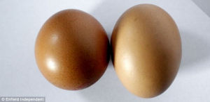 “滾圓”雞蛋出現的幾率為十億分之一
