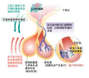 特發性低促性腺激素性性腺功能減退症