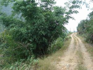 進村道路