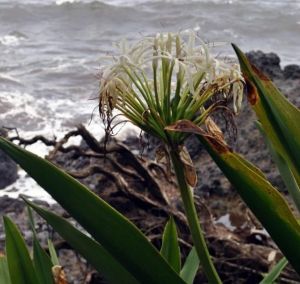 蜘蛛百合，（白花石蒜屬），原產於熱帶亞洲，沿花園灣海岸。