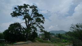 下村村[福建省泉州市德化縣上涌鎮下轄村]