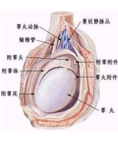 急性睪丸炎