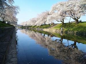 各務原市（新境川櫻花長廊）