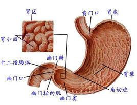 胃中積熱