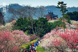 梅花山[南京市玄武區梅花山]