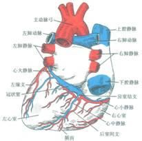 冠狀竇