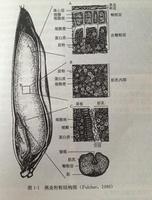 燕麥胚芽粥