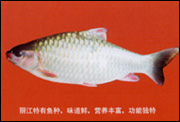 青竹魚