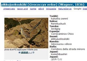 pikkujuoksukäki (Geococcyx velox) (Wagner, 1836)