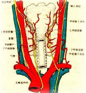 複方磺胺甲惡唑分散片