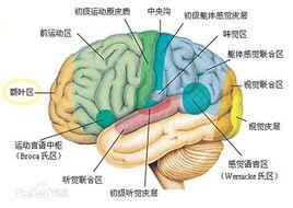 視覺性言語區