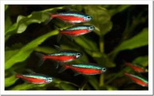 Neon tetra