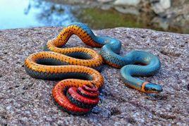 彩虹蛇[澳大利亞信仰]