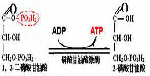 磷酸甘油酸激酶反應